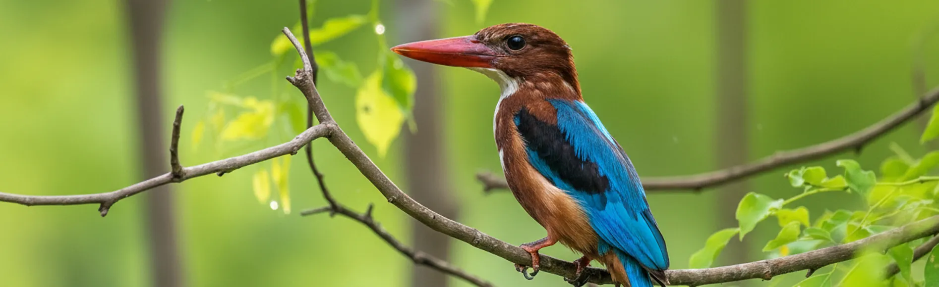 Sinharaja National Park