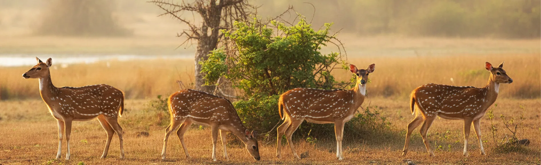 Wilpattu National Park