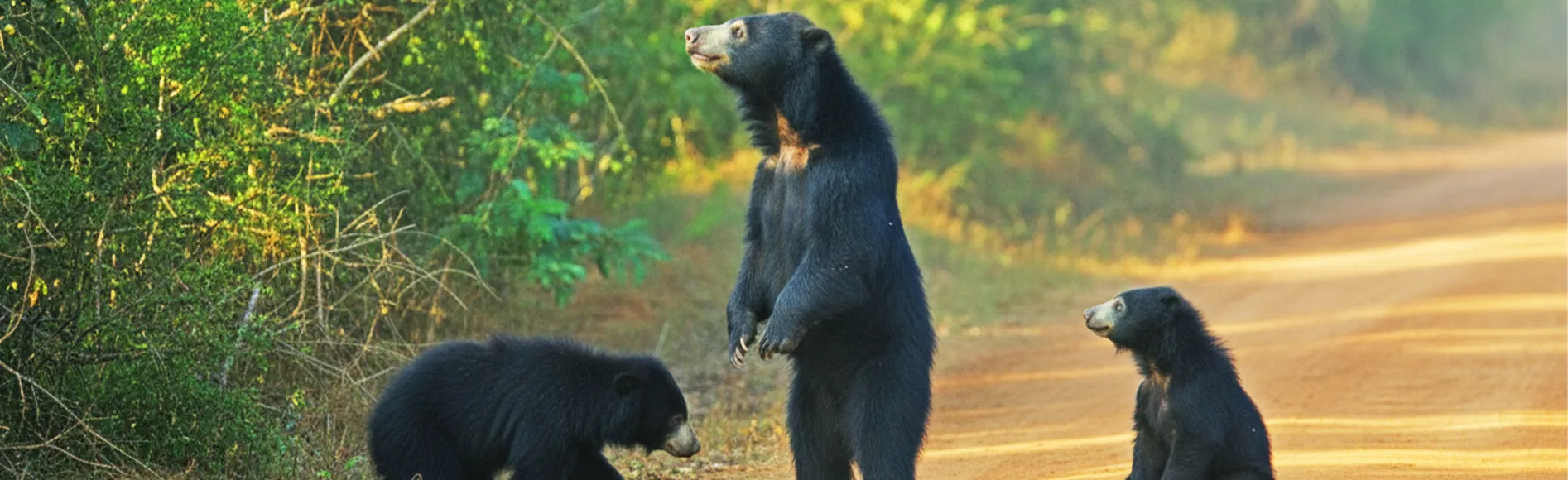 Yala National Park