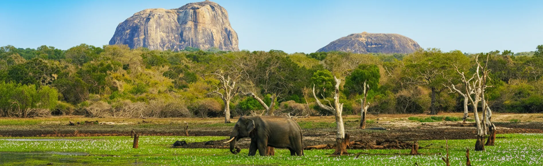Yala National Park