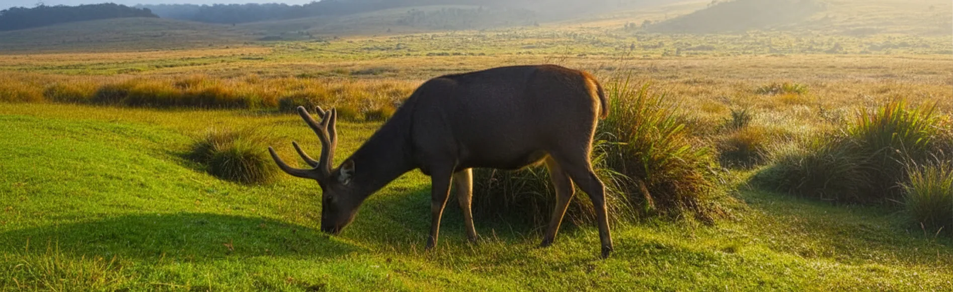 Horton Plains National Park