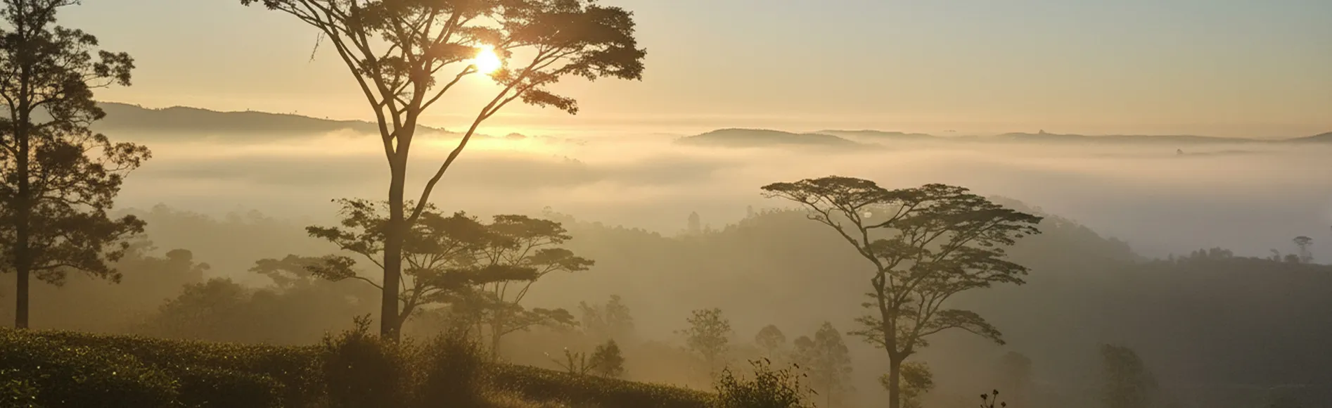 Knuckles Conservation Forest