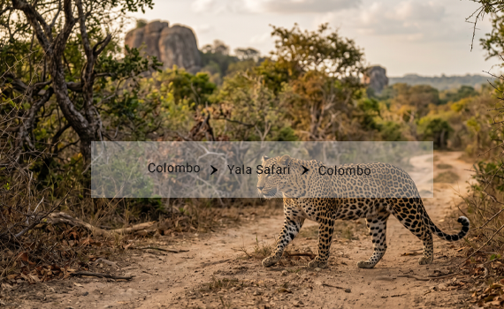 Yala Safari Day Tour